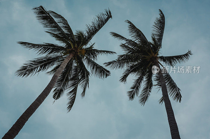 优雅的棕榈树映衬着蓝天