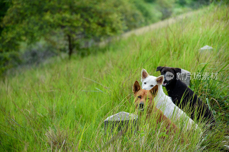 三只棕色和白色和黑色的狗狗从鸟瞰的角度看着镜头，在森林和绿色植物的背景模糊了动物和自然的概念。
