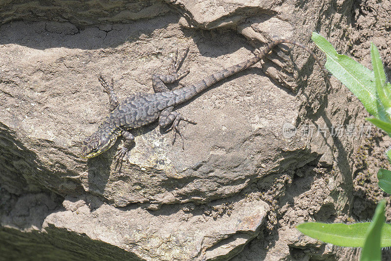 一只未成熟的细长树蜥蜴站在智利乡村的一块大石头上