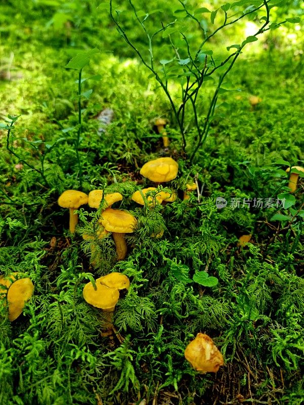 鸡油菌mushroms