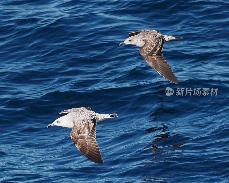 两只年幼的黄腿海鸥飞过海洋