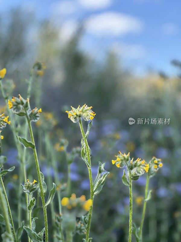 沙漠动物和帐篷