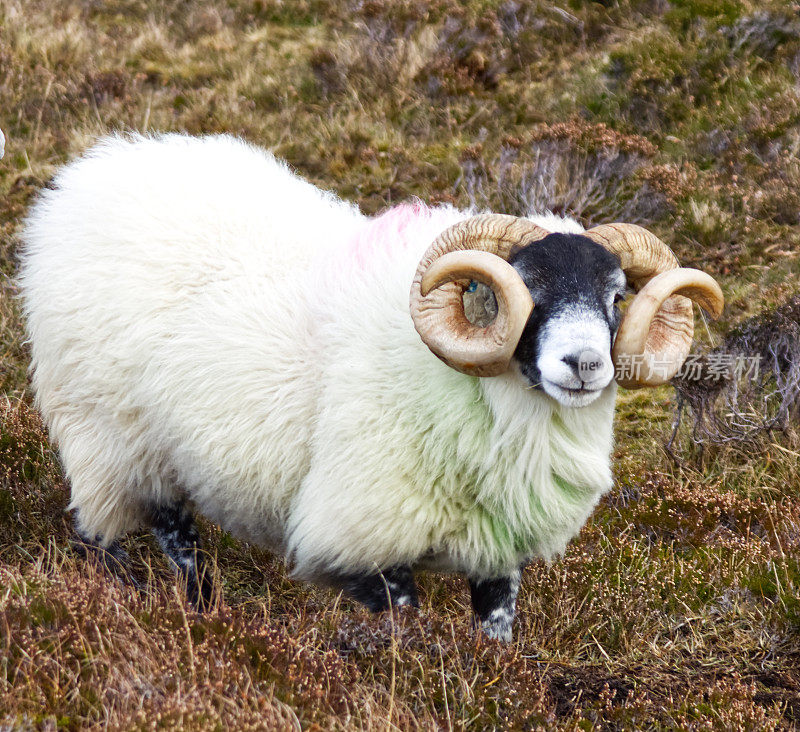 苏格兰黑脸公羊