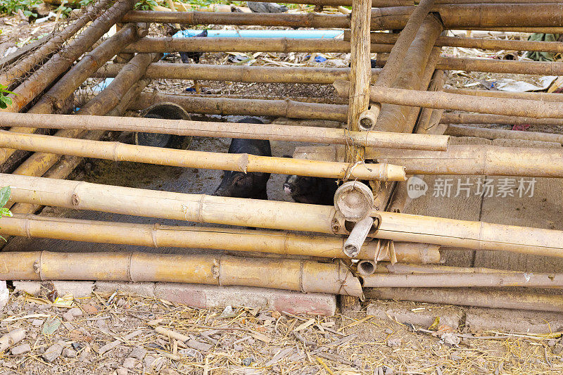 清莱省农场里年轻的泰国黑猪