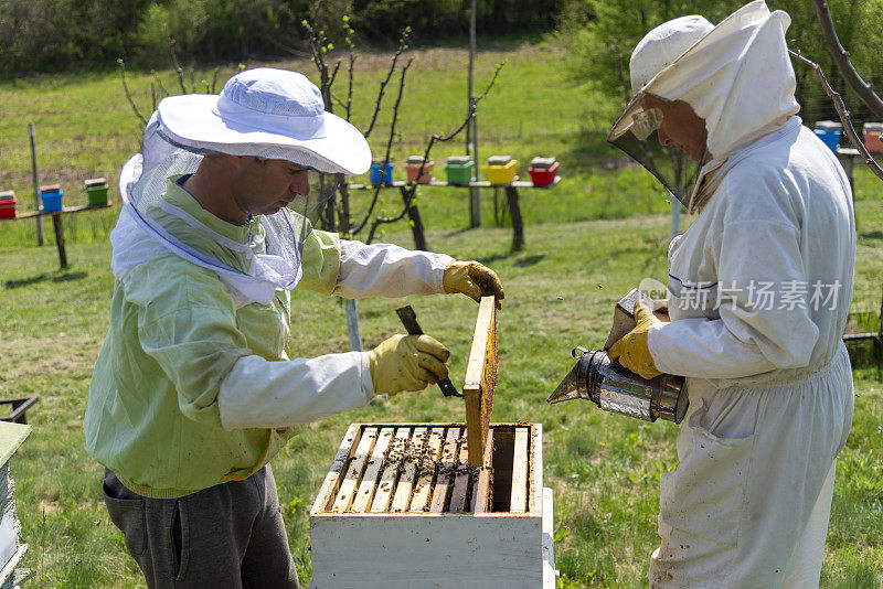 一个养蜂人家庭照料家庭养蜂场的蜂箱。