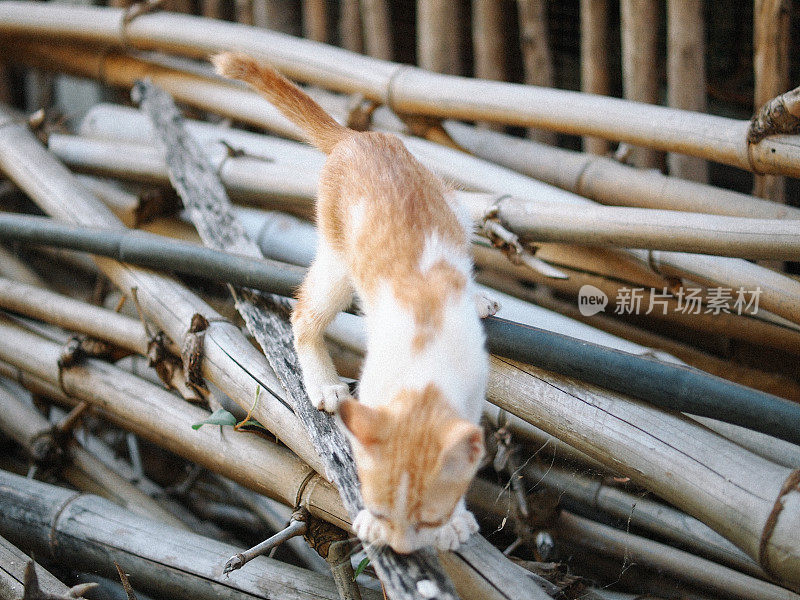 橙色白色虎斑小猫