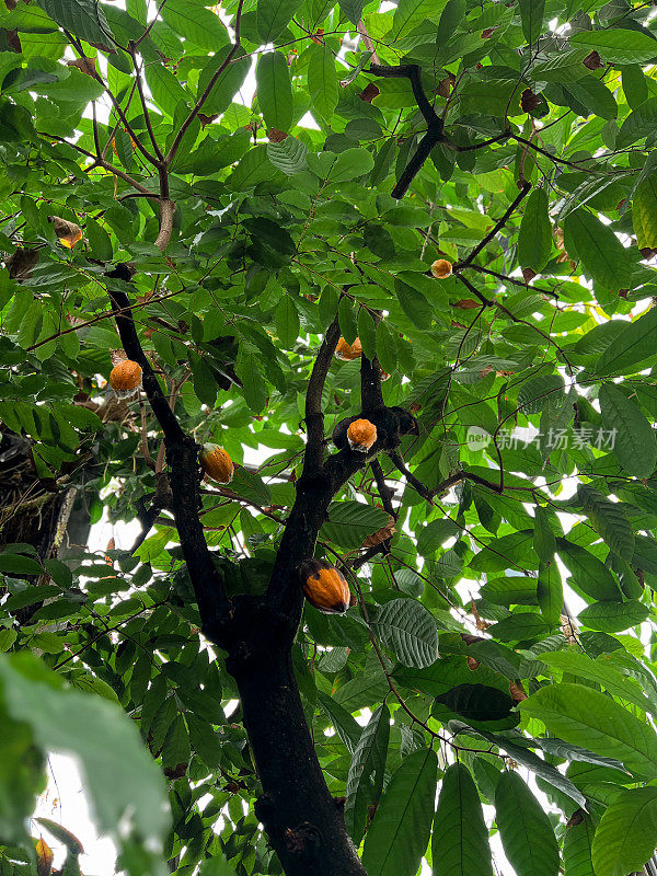 黄色的可可豆荚长在树上，主题是收获