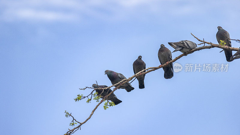 一群鸟站在蓝天的树上。