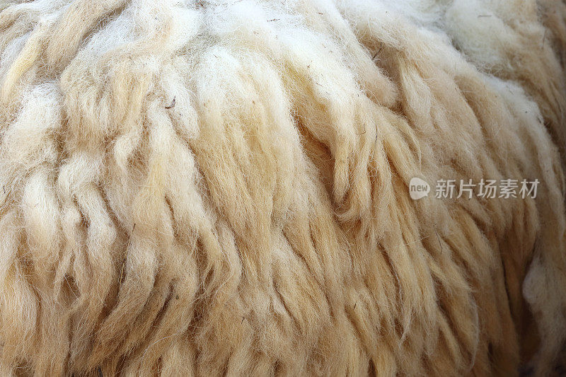 羊的羊毛。原色羊毛的近照，羊毛身上没有剪毛的脏乱。