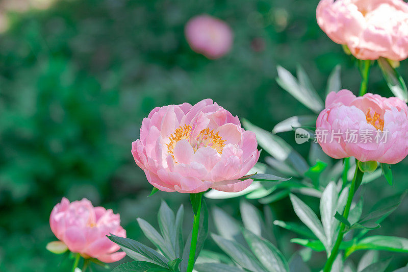 美丽的珊瑚粉色牡丹花盛开在花园里。夏季自然花朵的背景。