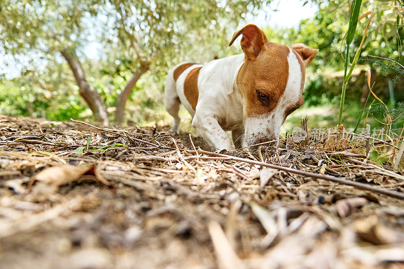 顽皮的杰克罗素梗狗在花园里玩耍。小狗在地上挖洞。