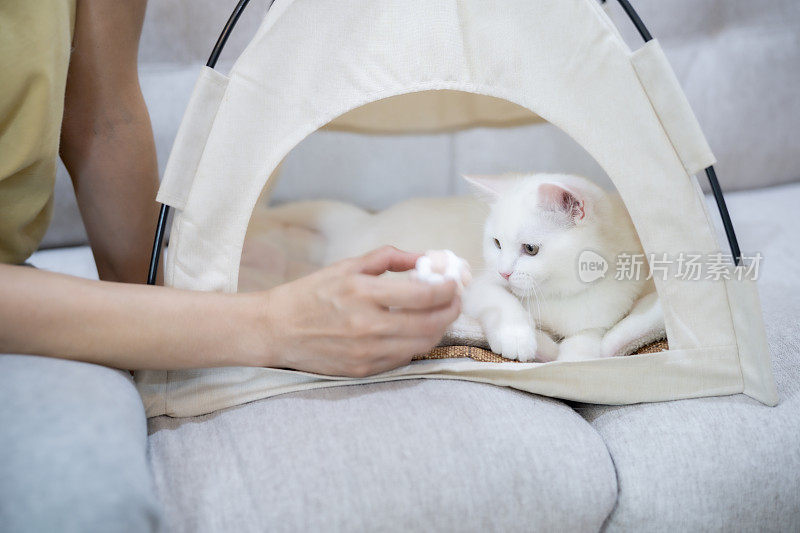 年轻的亚洲女子拿着球和她的白色小猫玩耍，为爱猫者带来快乐的时刻，充满爱和可爱的关系。