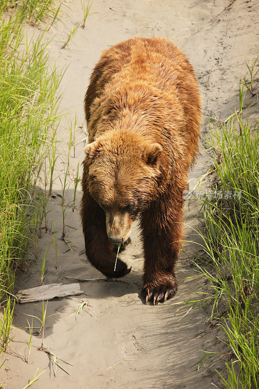 阿拉斯加棕熊在沙滩上行走