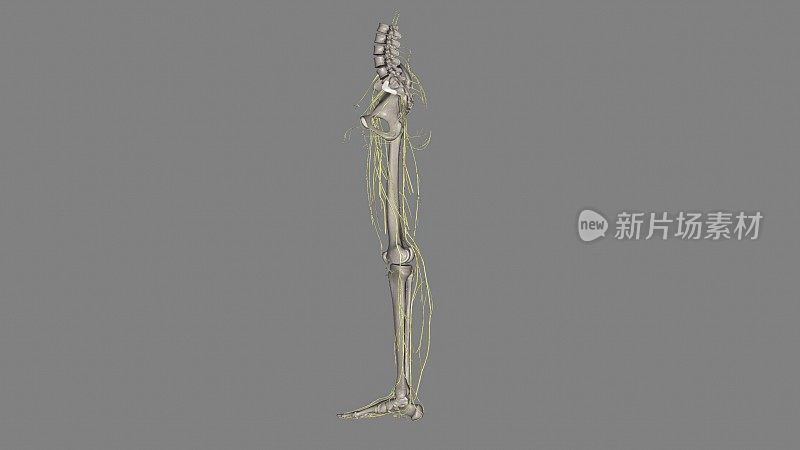下肢神经;股皮肌，外侧肌，腰丛肌