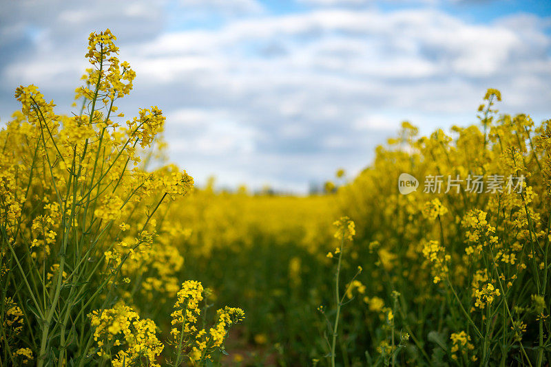 蔚蓝天空下鲜艳的黄色油菜地