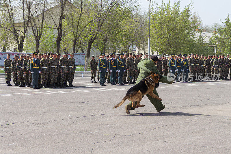 哈萨克斯坦国民警卫队在一只训练有素的狗的帮助下上演了一场“拘留”罪犯的表演。一只德国狗帮助拘留一名罪犯。