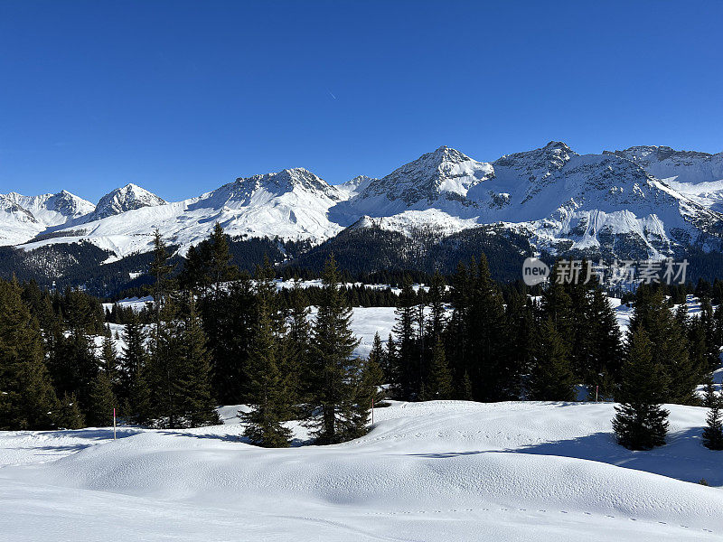 瑞士阿尔卑斯山脉和旅游胜地阿罗萨-格劳松州上空，典型的冬季气氛中，风景如画的高山树木树冠。