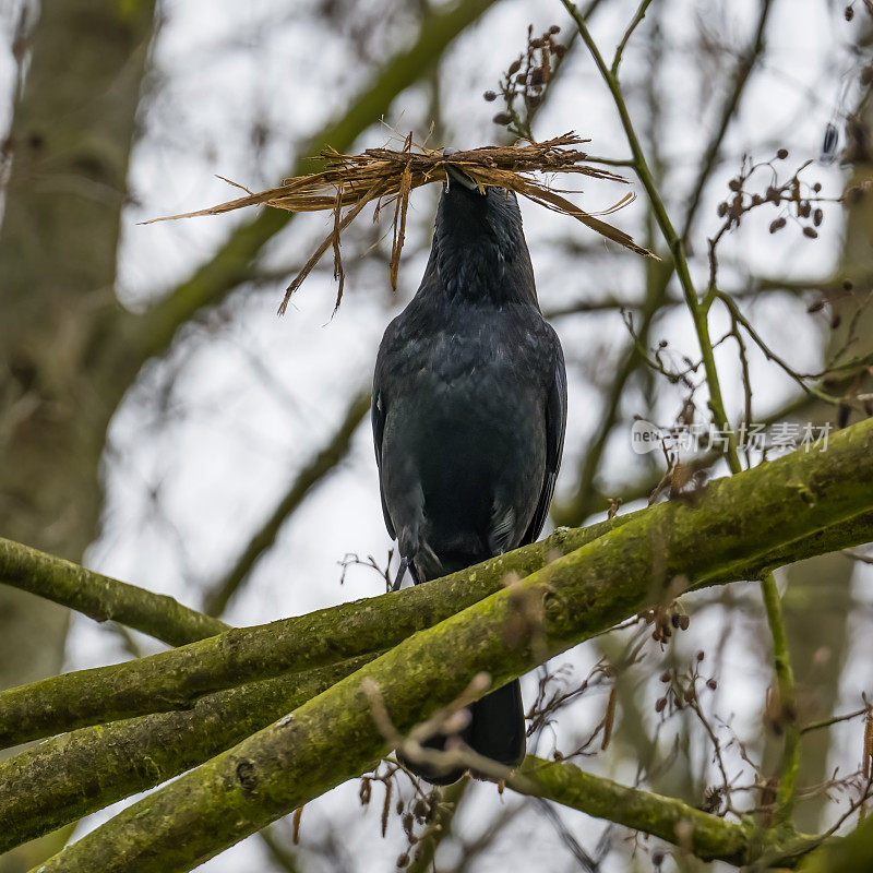 食腐乌鸦，嘴里塞满了做窝的小树枝，栖息在树上