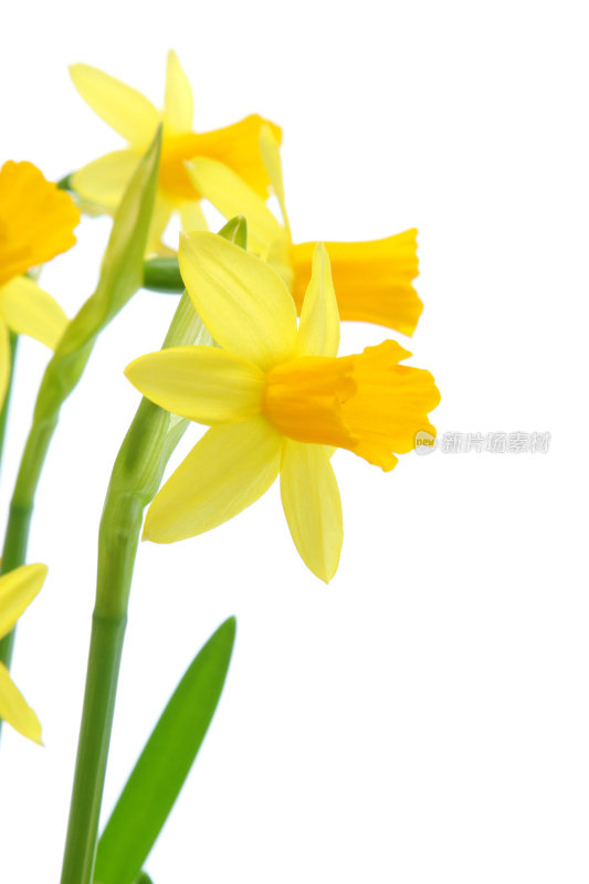 黄色的水仙花花束