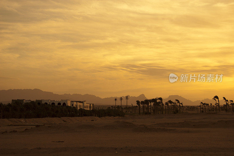 日落在沙漠-棕榈剪影