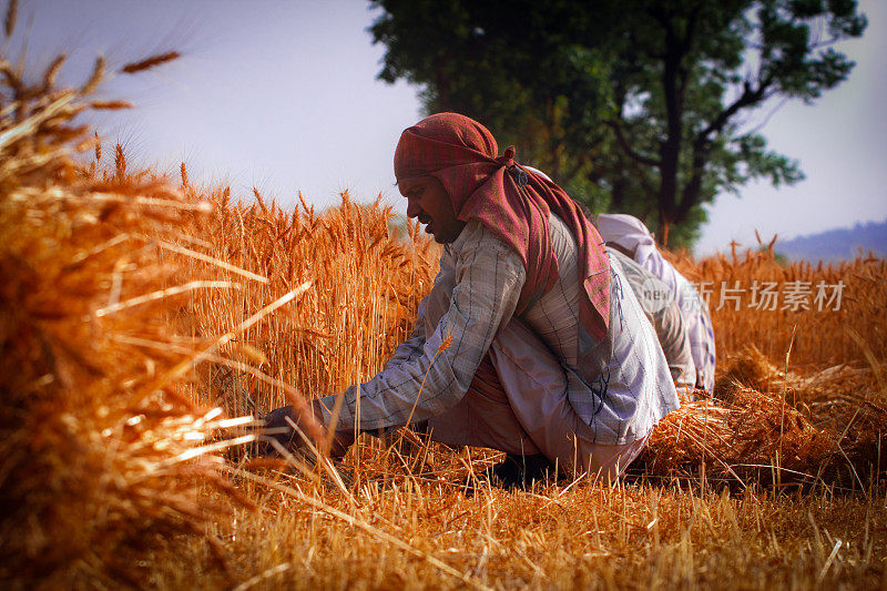 印度农民正在收割小麦