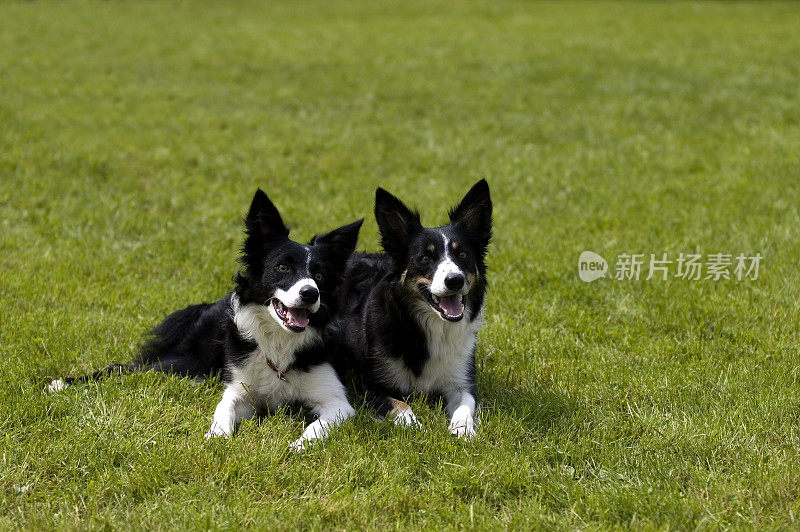 两个边境牧羊犬