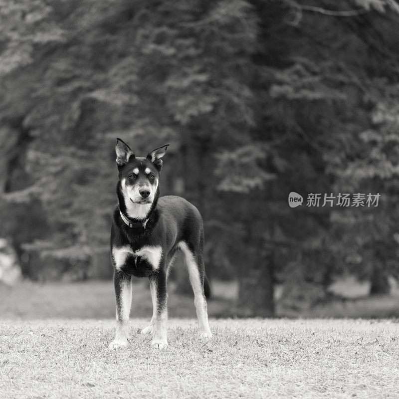 西伯利亚猎犬小狗