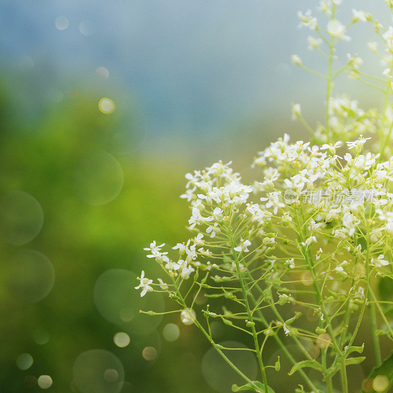 野草