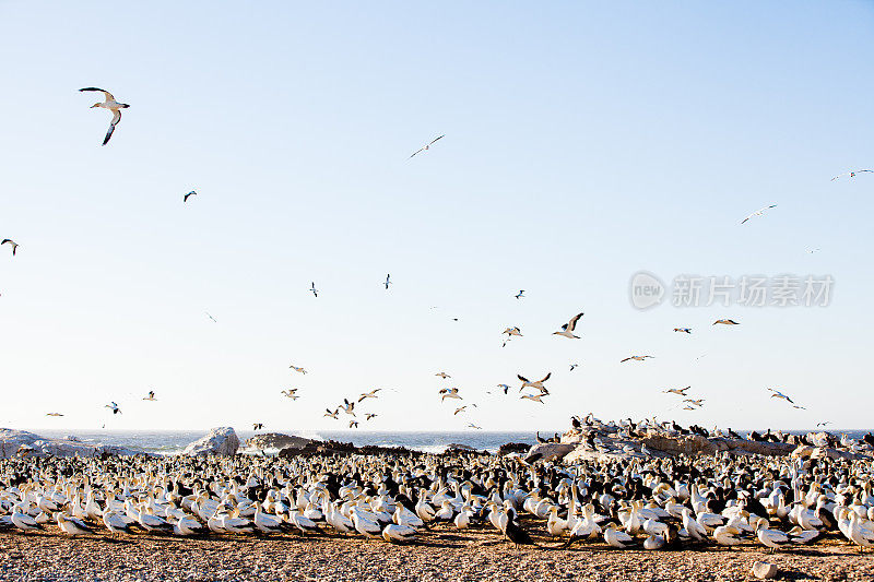 飞翔的塘鹅，栖息在南非兰伯特湾的鸟岛