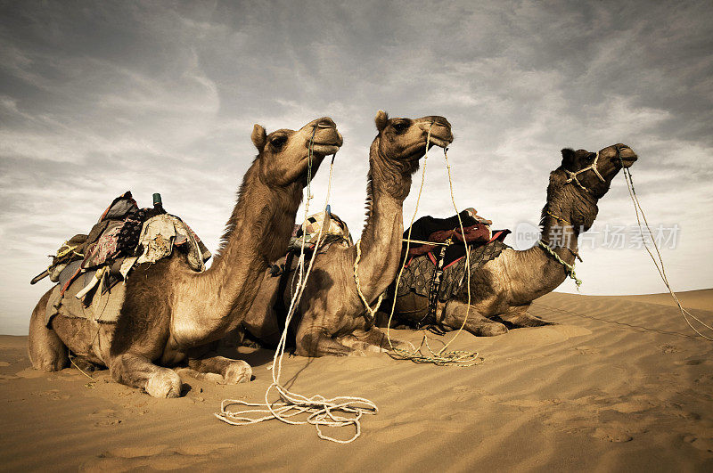 沙漠中的三只骆驼