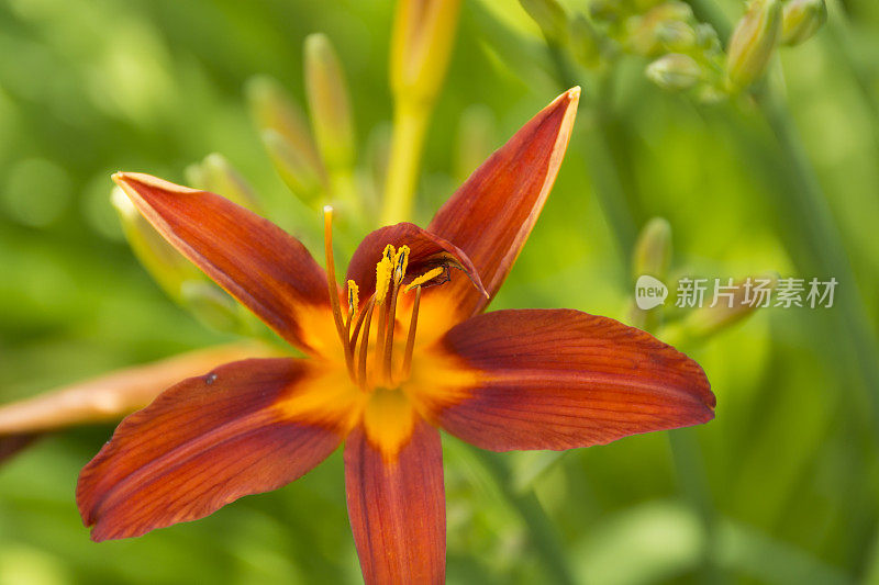 花园里黄花菜的特写。