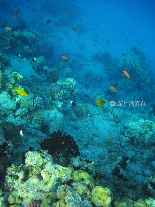 红海海滩珊瑚礁