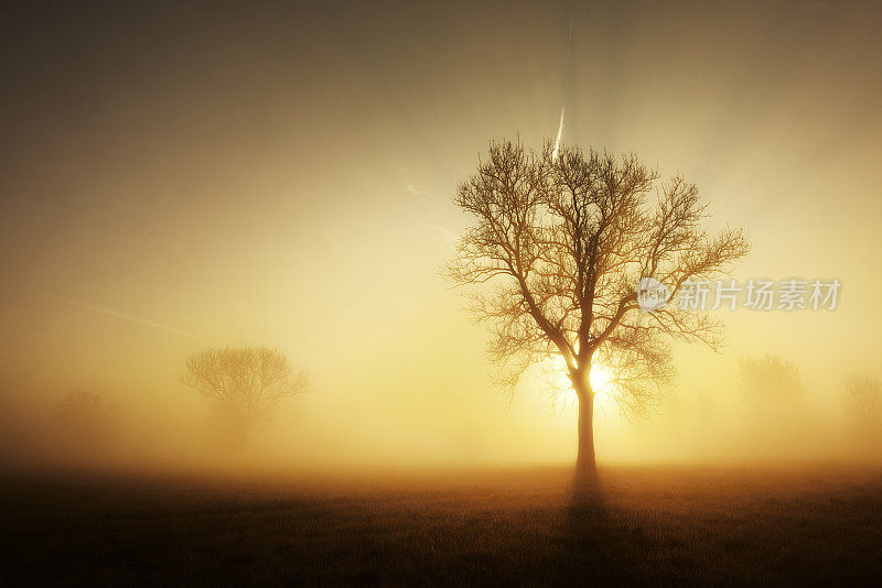 日出时草地上晨雾中的背光树