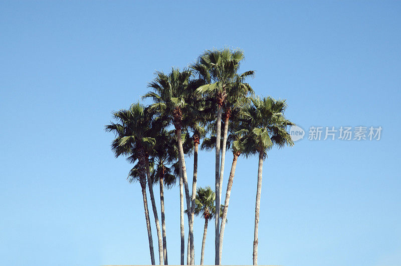 佛罗里达的棕榈树映衬着蓝天