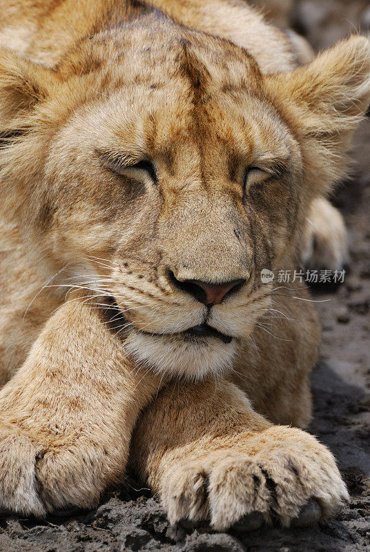 疲惫的小狮子