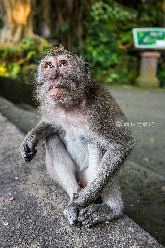 印尼巴厘岛的猴子