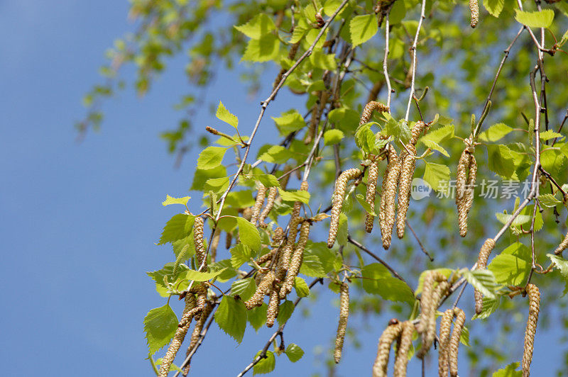 桦树花粉