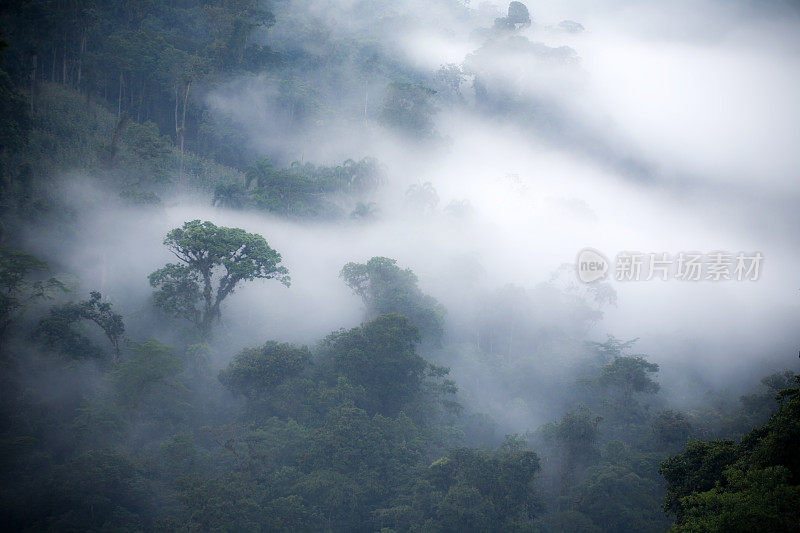 雾雨林