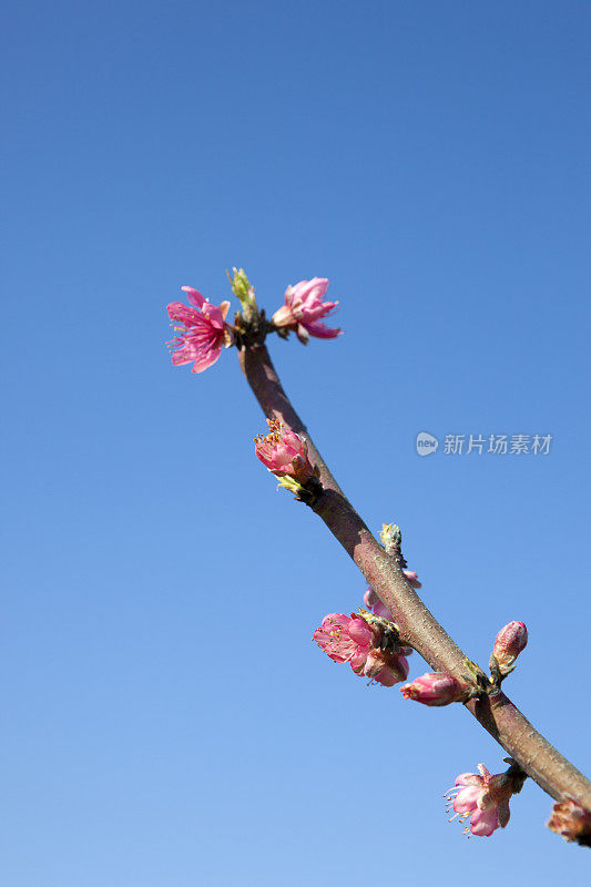 樱花。