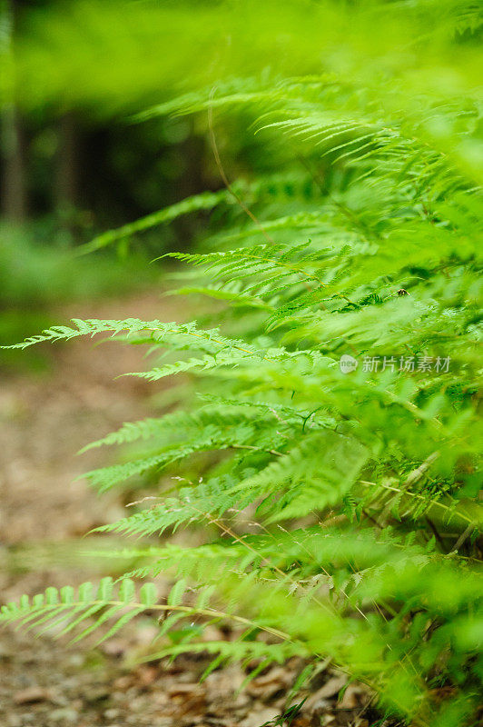 森林蕨类植物