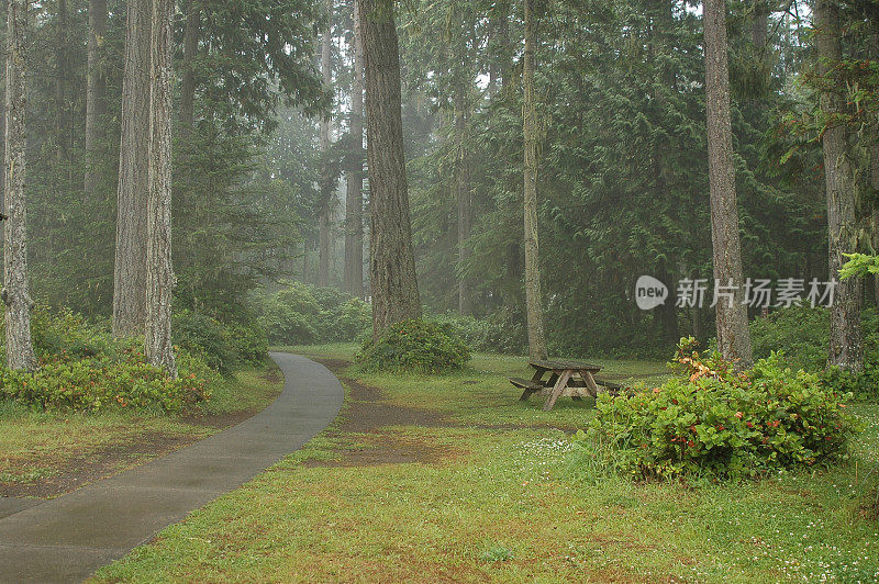 热带雨林中的野餐桌