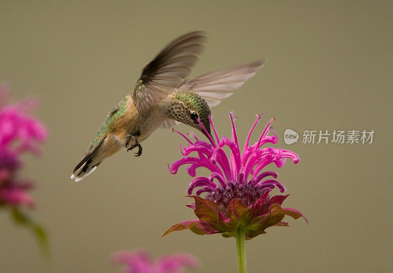 蜂香花上的蜂鸟