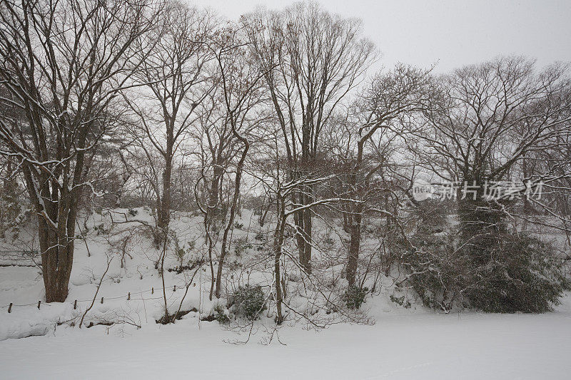 日本下大雪