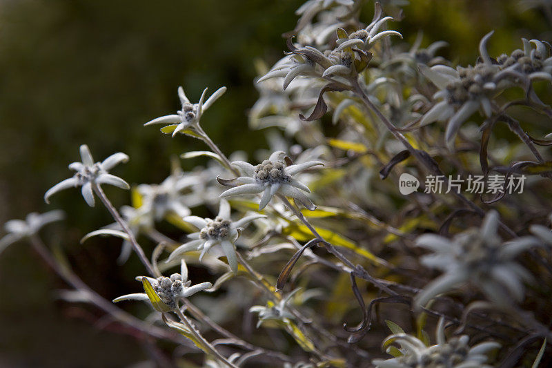 雪绒花