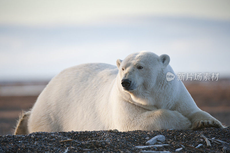 北极熊休息
