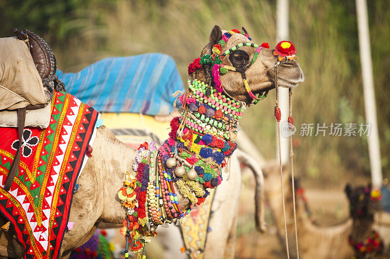 印度普什卡集市上的骆驼