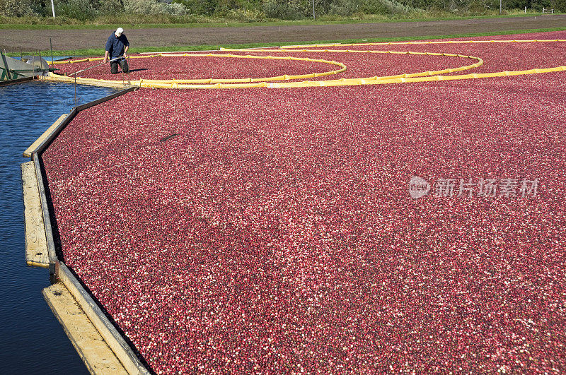 人们在沼泽地里收获蔓越莓