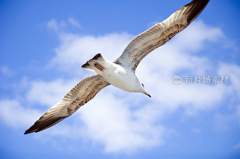 海鸥在飞行。