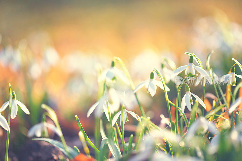 雪花莲(雪花)