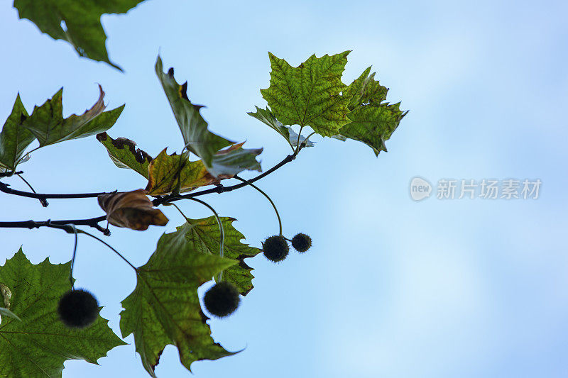 平面上的树叶